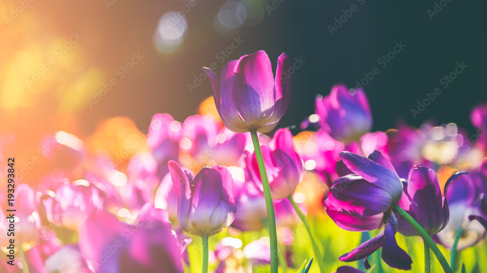 Group of colorful tulip. Purple flower tulip lit by sunlight. Soft selective focus, tulip close up, toning. Bright colorful tulip photo background Group of colorful tulip. Purple flower tulip lit by sunlight. Soft selective focus, tulip close up, toning. Bright colorful tulip photo background