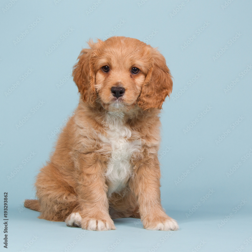 Beautiful apricot cavapoo puppy sitting on a blue studio background