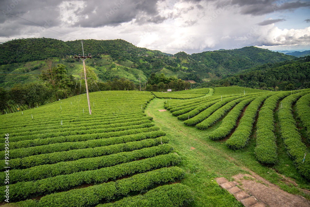 beautiful green tea field at doi mea salong , Chiang rai , Thailand
