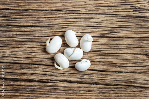 white bean sprouts on wooden table