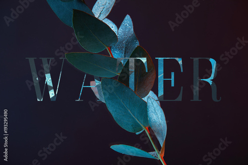 close up view of eucalyptus plant with green leaves in water with water lettering