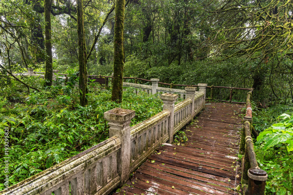 the path way to walk into a tropical rain forest the path way to walk into a tropical rain forest