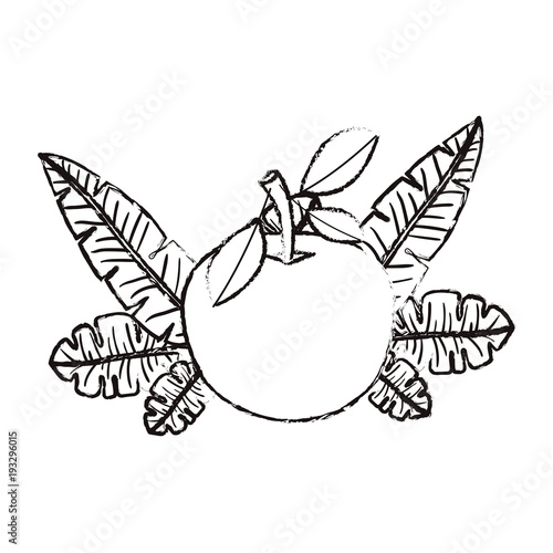orange with leafs fresh and citrus fruit vector illustration design