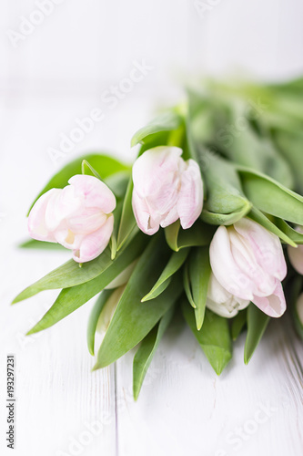 Fototapeta Naklejka Na Ścianę i Meble -  Beautiful spring flowers tulips on a white background. Free space