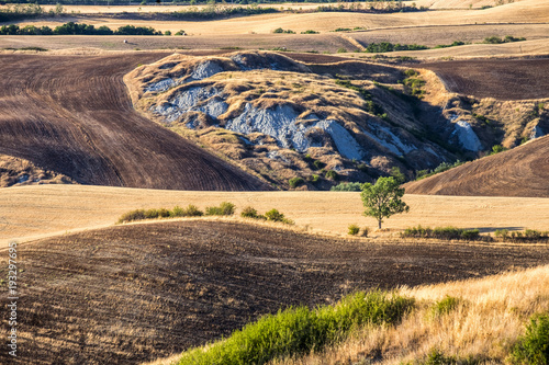 Summer landscape near Asciano photo