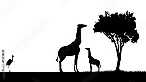 girafe et son petit ombre chinoise Stock Illustration | Adobe Stock