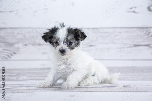 Morkie with white wood background 