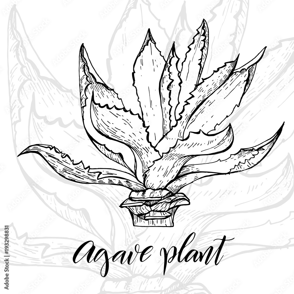 Fototapeta premium Hand drawn agave plant