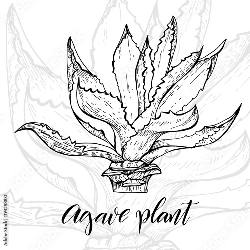 Hand drawn agave plant