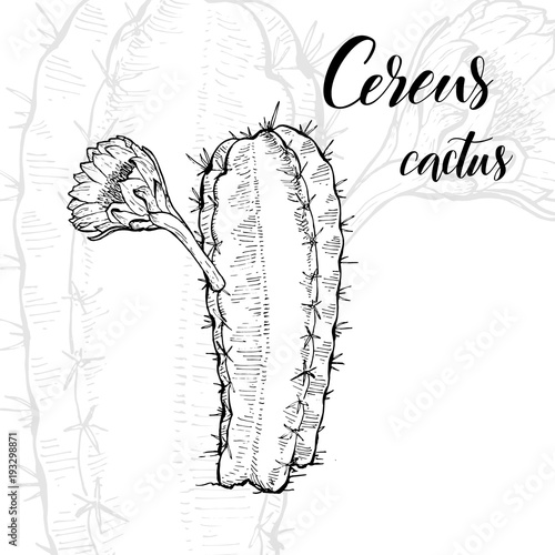 Hand drawn cereus cactus