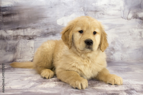 Golden Retriever with gray marbled background 