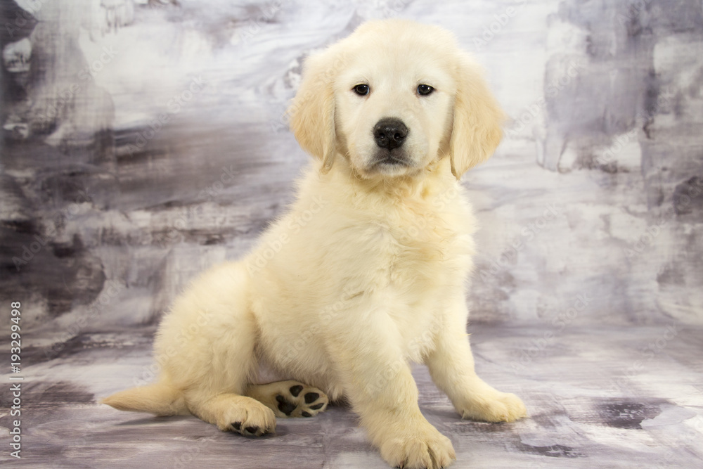 Golden Retriever with gray marbled background Golden Retriever with gray marbled background