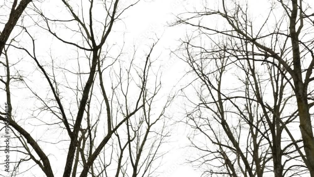 Scary forest, gloomy trees. A view from below on black branches of trees. Scary forest, gloomy trees. A view from below on black branches of trees.