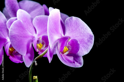 Beautiful violet flowers of orchid isolated on black background