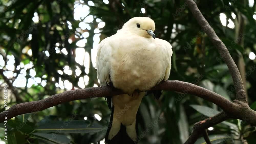pied imperial pigeon on the island of bali, indonesia pied imperial pigeon on the island of bali, indonesia