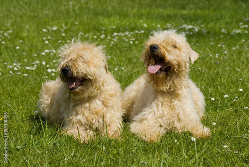 Zwei Irish Soft Coated Wheaten Terrier liegen nebeneinander in einer Wiese © DoraZett