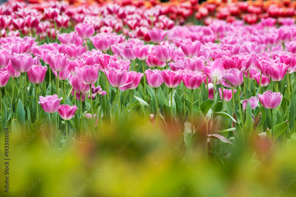 Fototapeta premium Tulips background