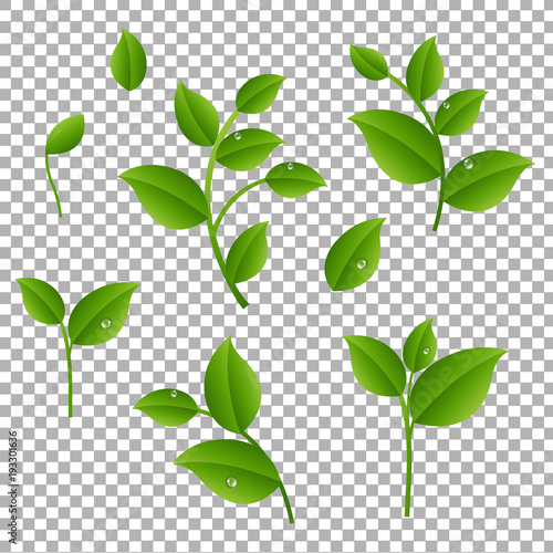 Green Branches With Leaves Transparent Background