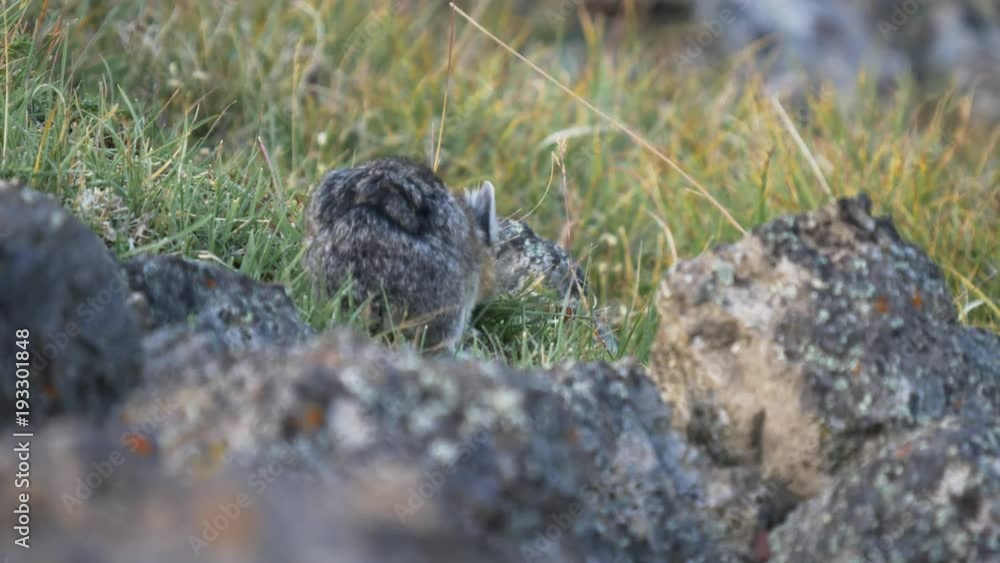a 4K 60p rear view of a pika harvesting grass on mt washburn in yellowstone national park, usa