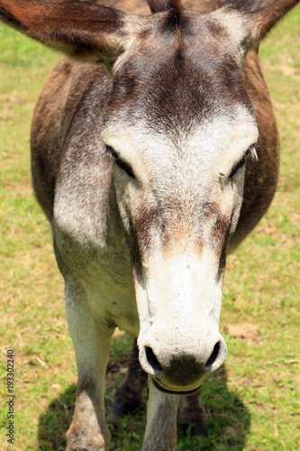 Fotografie Herd of donkeys on breeding farm in Poland