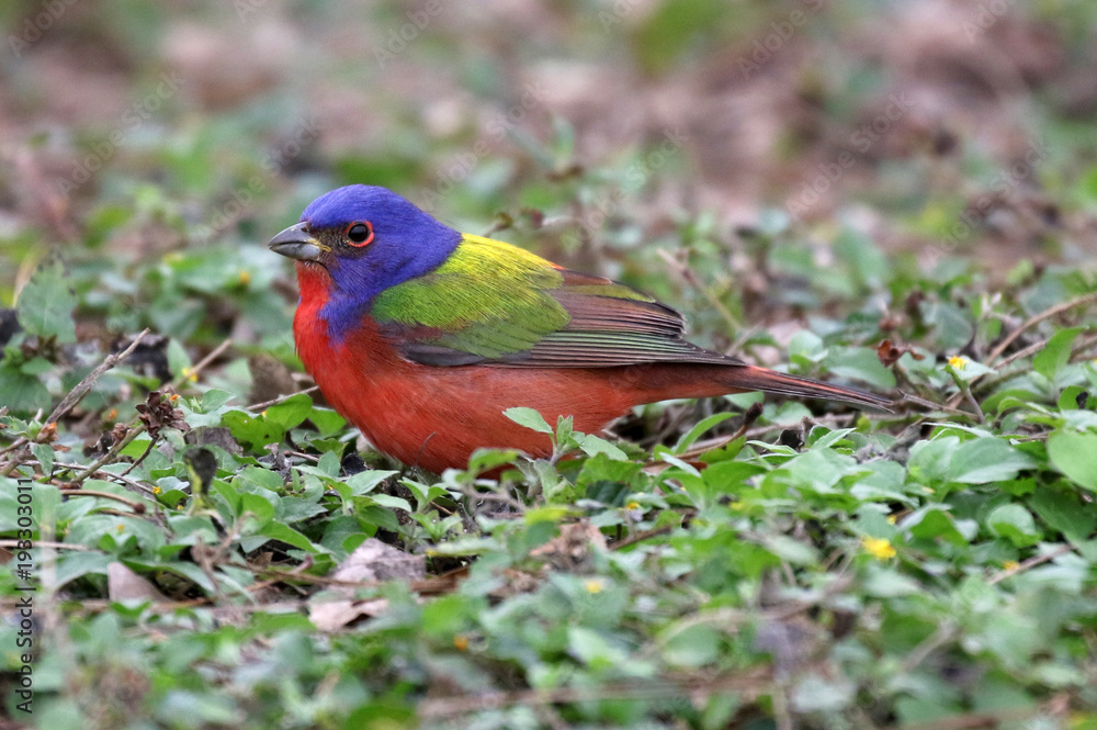 Painted Bunting Feeding on the Ground Painted Bunting Feeding on the Ground