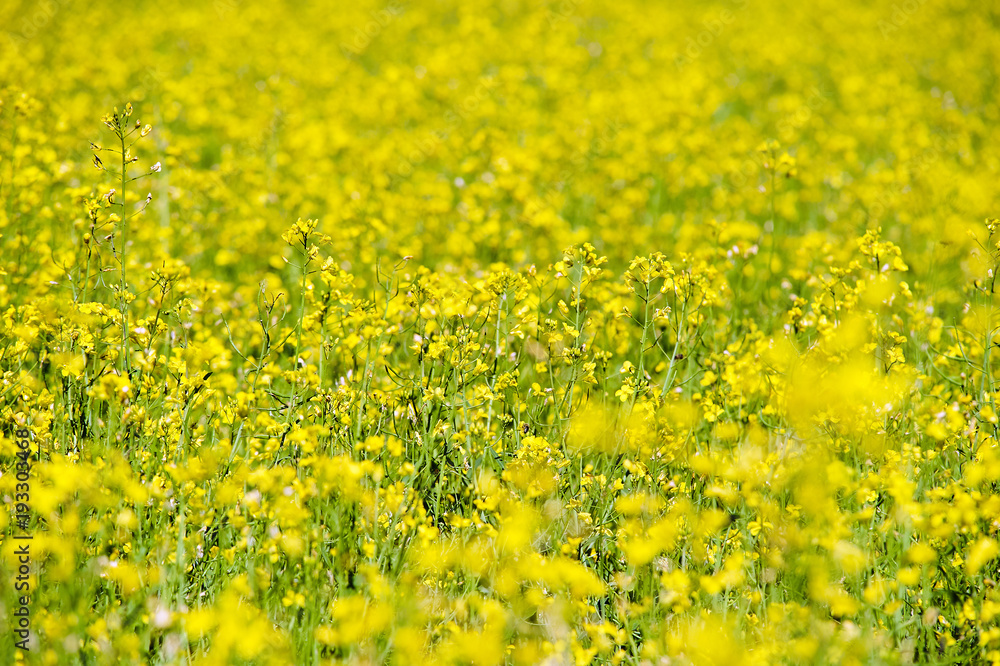 Rapeseed field. Rapes on the field in summer. Selective focus Rapeseed field. Rapes on the field in summer. Selective focus