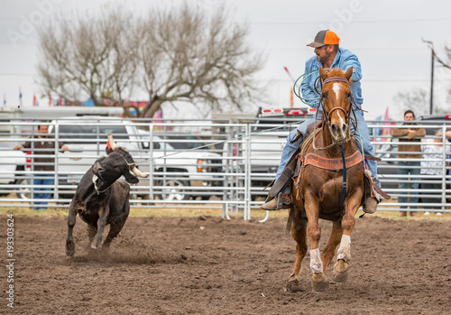 Cowboy ropes a steer in the medical race at a ranch rodeo