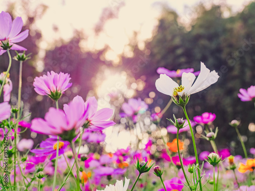 travel and adventure concept from beautiful flower field with group of pink and violet daisy or other flower with soft focus background on winter to summer season