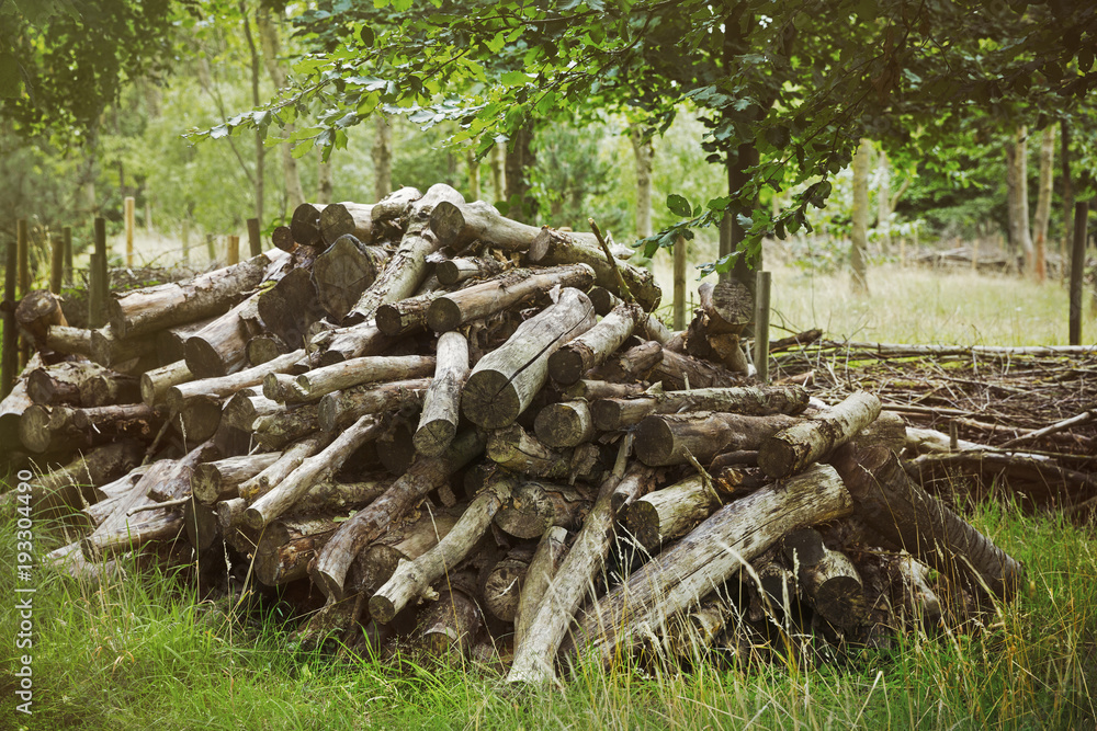 Close up of large pile of felled tree trunks. Close up of large pile of felled tree trunks.
