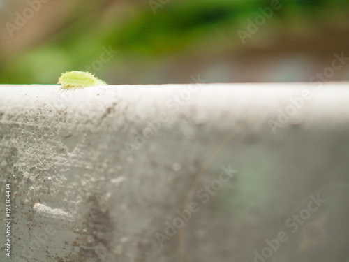 move forward from green slug (parasa lepida) slow walking on the wall with soft focus background photo