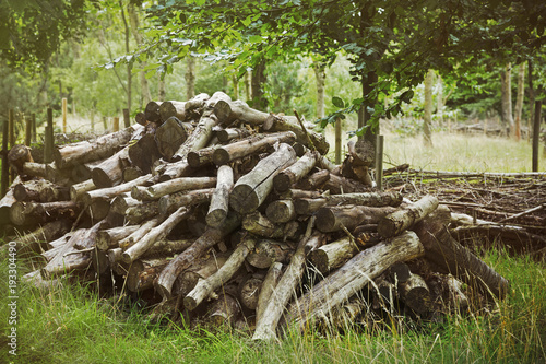 Wallpaper Mural Close up of large pile of felled tree trunks. Torontodigital.ca