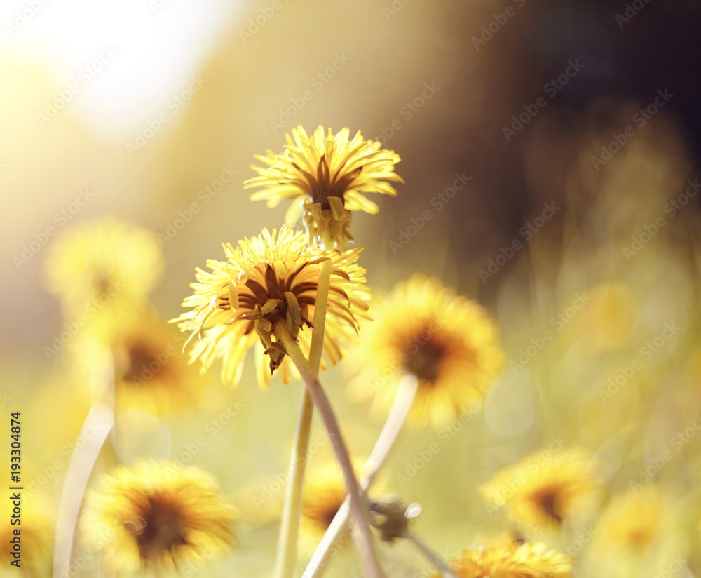 Yellow flowers of a dandelion Yellow flowers of a dandelion