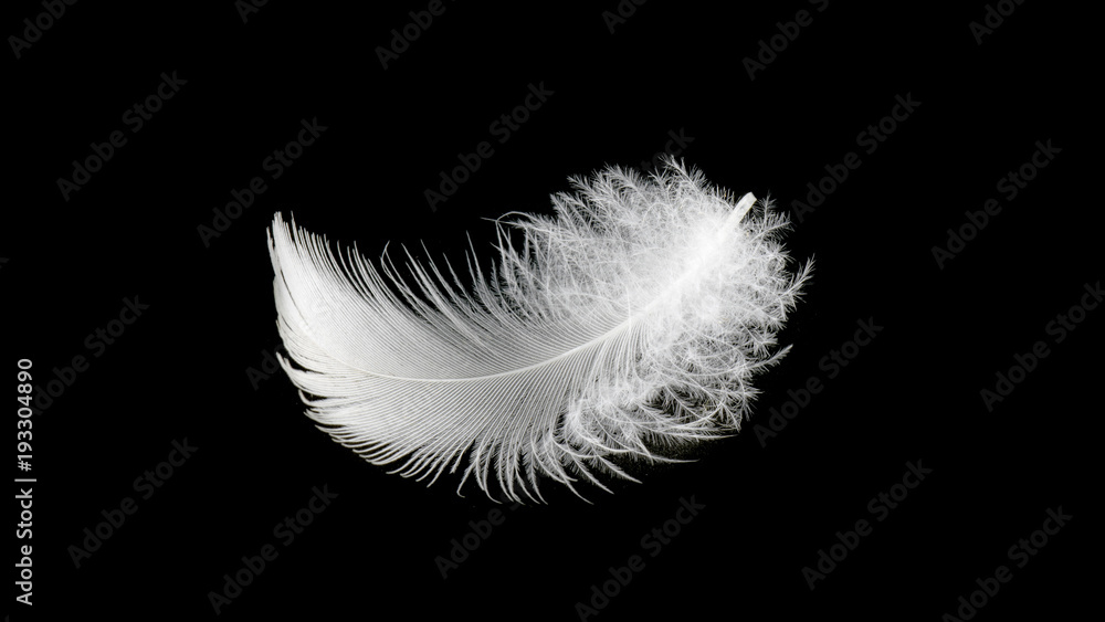 Obraz premium Close up white bird feather,soft and sooth feather for comfortable bed concept.