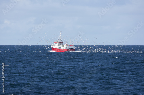 flock of seagulls chasing a trawler fishing for cod at Andenes in Norway at the Lofoten Islands