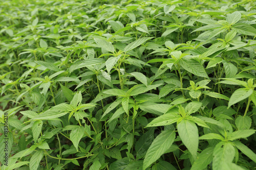 cannabis plant in growth at garden