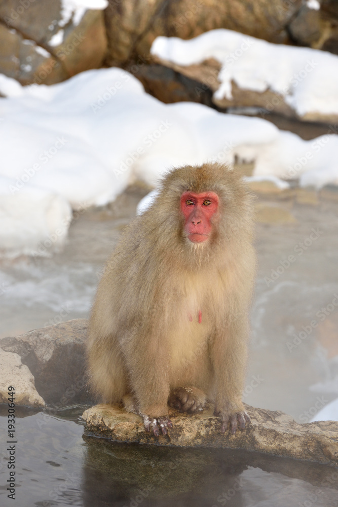 Naklejka premium snowmonkey