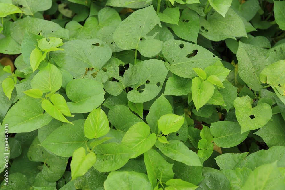 Sweet potato plants in growth at filed Sweet potato plants in growth at filed