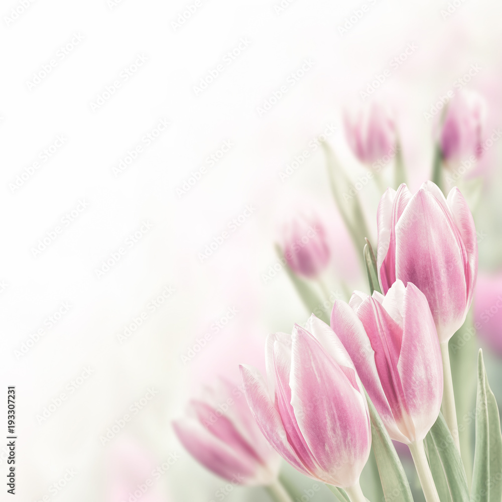 Spring Background with Tulip