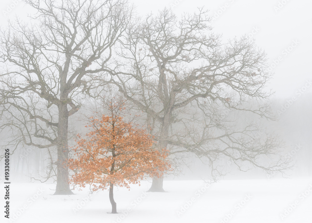 custom made wallpaper toronto digitalDense fog settles over a grove of oak trees on a cold winter morning.