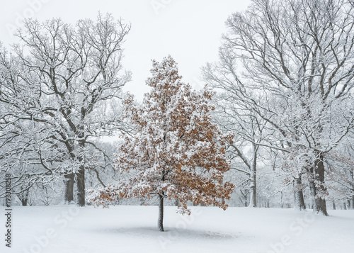 Heavy snow clings to every twig and branch, transforming a grove of oak trees into a magical winter scene.