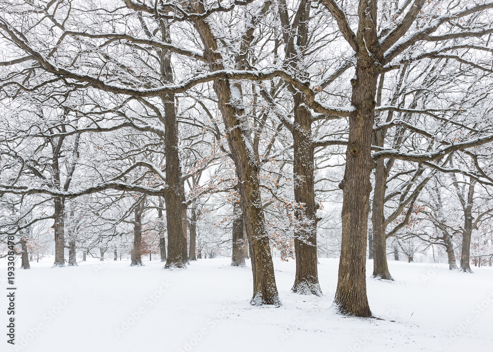 Heavy snow clings to every twig and branch, transforming a grove of oak trees into a magical winter scene.