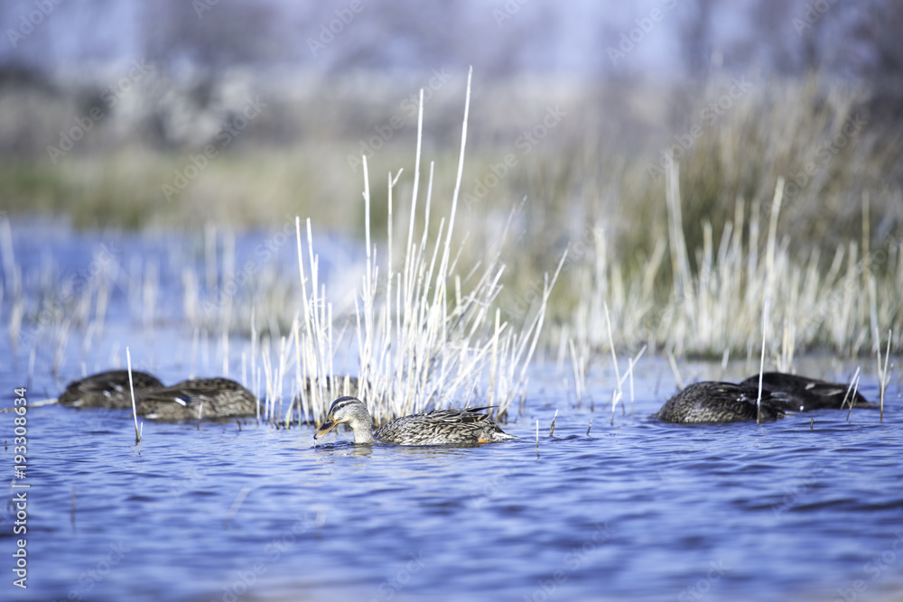 Fototapeta premium canard