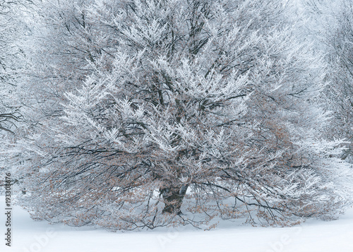 Canvas-taulu Snow-laden boughs accentuate the texture and sculptural nature of a mature beech tree