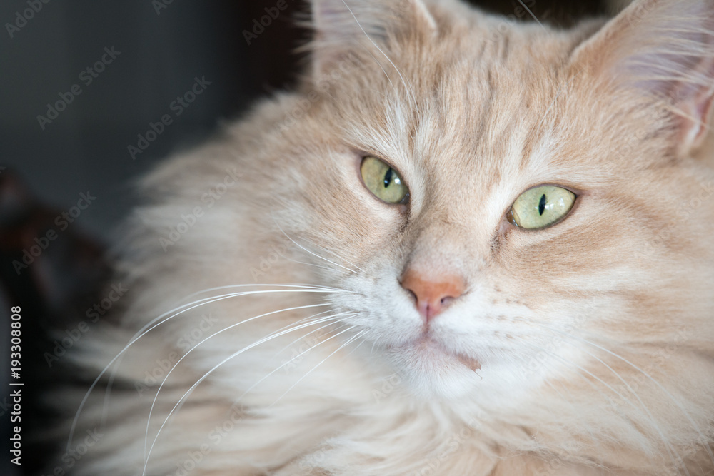 chat chat