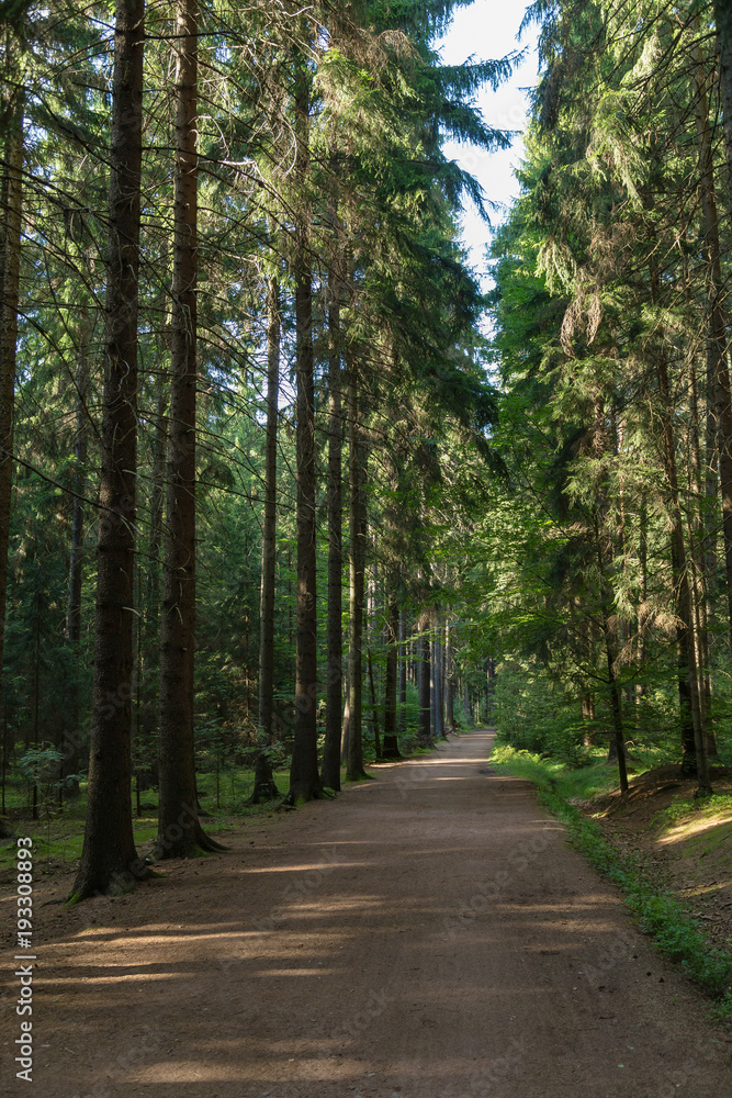 waldweg