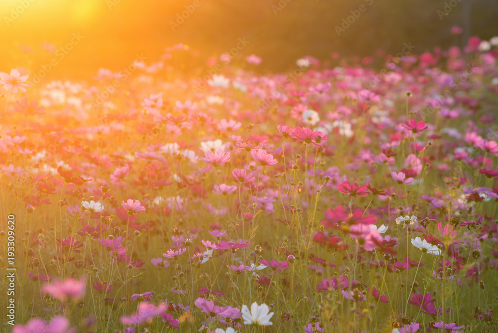cosmos flower field in the morning at singpark in chiangrai, Thailand