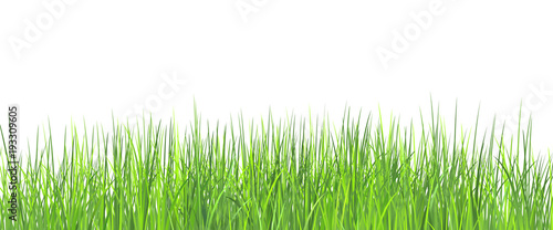 Grass. Vector illustration green grass border