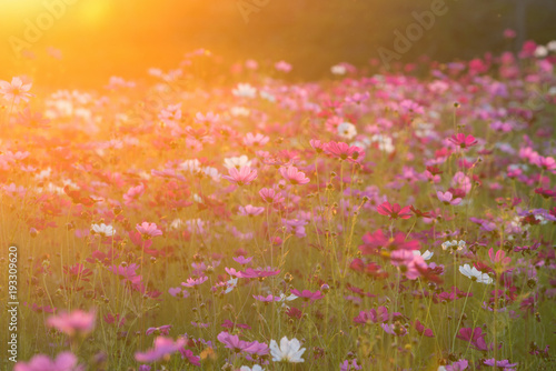 cosmos flower field in the morning at singpark in chiangrai, Thailand © martinhosmat083