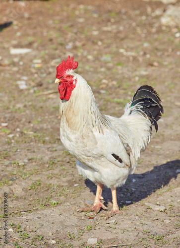 Rooster or cock, a male chicken
