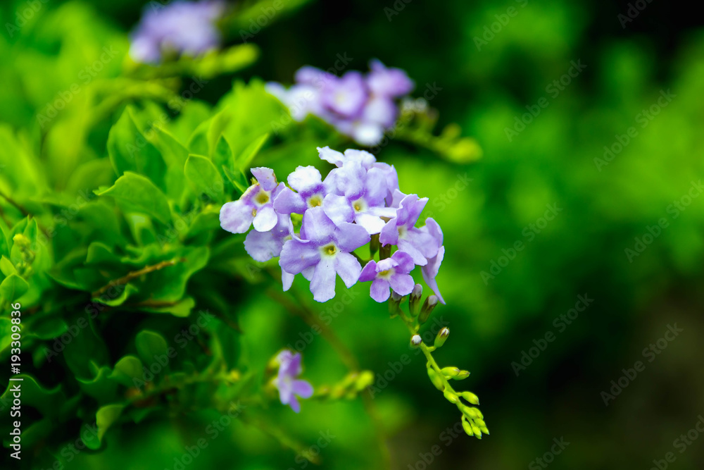 Purple flowers are a bunch of green backgrounds blurred Purple flowers are a bunch of green backgrounds blurred